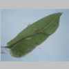 Leaf 10er 03.jpg